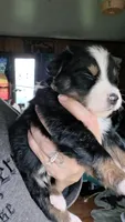 "Bobby", a male Australian Shepherd for sale in Lake Geneva, WI – 8 of 10