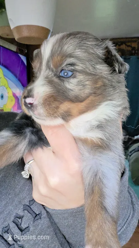 "Betty" – Australian Shepherd puppy for sale in Lake Geneva, WI