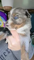 "Betty", a female Australian Shepherd for sale in Lake Geneva, WI – 1 of 10