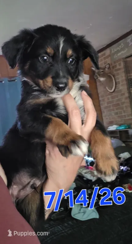 "Gus" – Australian Shepherd puppy for sale in Lake Geneva, WI