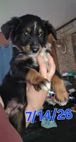 "Gus", a male Australian Shepherd for sale in Lake Geneva, WI – 1 of 9