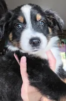 "Bobby", a male Australian Shepherd for sale in Lake Geneva, WI – 4 of 7