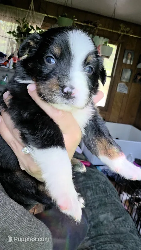 "Eugene" – Australian Shepherd puppy for sale in Lake Geneva, WI