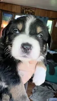 Junior, a male Australian Shepherd for sale in Lake Geneva, WI – 1 of 9