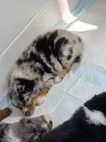 "Gerty", a female Australian Shepherd for sale in Lake Geneva, WI – 9 of 10