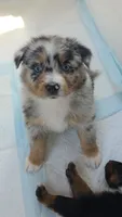 "Gerty", a female Australian Shepherd for sale in Lake Geneva, WI – 3 of 10