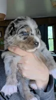 "Gerty", a female Australian Shepherd for sale in Lake Geneva, WI – 3 of 7