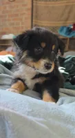 "Gina", a female Australian Shepherd for sale in Lake Geneva, WI – 7 of 10
