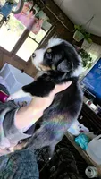 "Richard", a male Australian Shepherd for sale in Lake Geneva, WI – 5 of 9