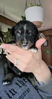"Gus", a male Australian Shepherd for sale in Lake Geneva, WI – 2 of 10