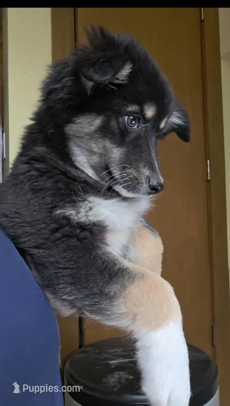 Raven – Australian Shepherd puppy for sale in Lake Geneva, WI