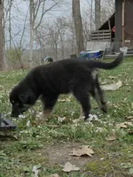 Raven, a female Australian Shepherd for sale in Lake Geneva, WI – Photo 4 of 5