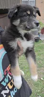 Raven, a female Australian Shepherd for sale in Lake Geneva, WI – Photo 3 of 5