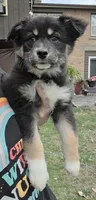 Raven, a female Australian Shepherd for sale in Lake Geneva, WI – Photo 1 of 5