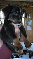 "Gus", a male Australian Shepherd for sale in Lake Geneva, WI – 5 of 9