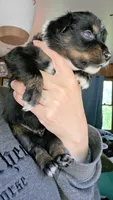 "Gus", a male Australian Shepherd for sale in Lake Geneva, WI – 9 of 10