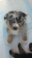 "Gerty", a female Australian Shepherd for sale in Lake Geneva, WI – 2 of 10
