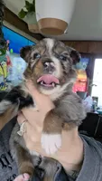 "Betty", a female Australian Shepherd for sale in Lake Geneva, WI – 5 of 10