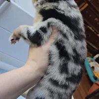 Matilda, a female Australian Shepherd for sale in Lake Geneva, WI – Photo 5 of 10