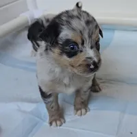 Matilda, a female Australian Shepherd for sale in Lake Geneva, WI – Photo 6 of 10