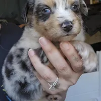 Matilda, a female Australian Shepherd for sale in Lake Geneva, WI – Photo 3 of 10