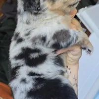 Matilda, a female Australian Shepherd for sale in Lake Geneva, WI – Photo 2 of 10