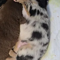 Matilda, a female Australian Shepherd for sale in Lake Geneva, WI – Photo 8 of 10
