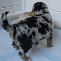 Matilda, a female Australian Shepherd for sale in Lake Geneva, WI – Photo 4 of 10