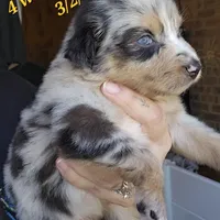 Matilda, a female Australian Shepherd for sale in Lake Geneva, WI – Photo 1 of 10