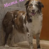 Matilda, a female Australian Shepherd for sale in Lake Geneva, WI – Photo 9 of 10