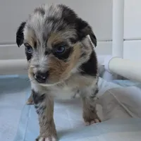 Matilda, a female Australian Shepherd for sale in Lake Geneva, WI – Photo 7 of 10