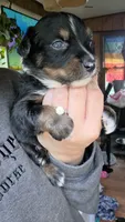 "Gus", a male Australian Shepherd for sale in Lake Geneva, WI – 8 of 10