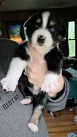 "Shirley", a female Australian Shepherd for sale in Lake Geneva, WI – 4 of 6