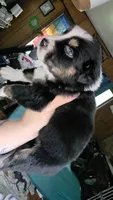 "Frida", a female Australian Shepherd for sale in Lake Geneva, WI – 4 of 9