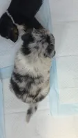 "Gerty", a female Australian Shepherd for sale in Lake Geneva, WI – 7 of 10
