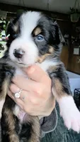 "Richard", a male Australian Shepherd for sale in Lake Geneva, WI – 8 of 9