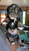 "Gus", a male Australian Shepherd for sale in Lake Geneva, WI – 3 of 10