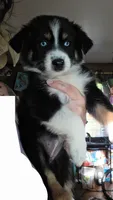 "Shirley", a female Australian Shepherd for sale in Lake Geneva, WI – 8 of 10