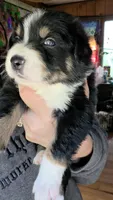 Junior, a male Australian Shepherd for sale in Lake Geneva, WI – 9 of 9