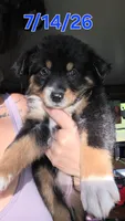 "Gina", a female Australian Shepherd for sale in Lake Geneva, WI – 1 of 10
