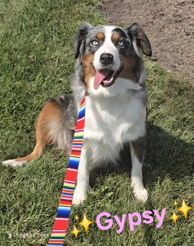 June – Australian Shepherd puppy for sale in Lake Geneva, WI