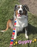 June, a  Australian Shepherd for sale in Lake Geneva, WI – 1 of 4