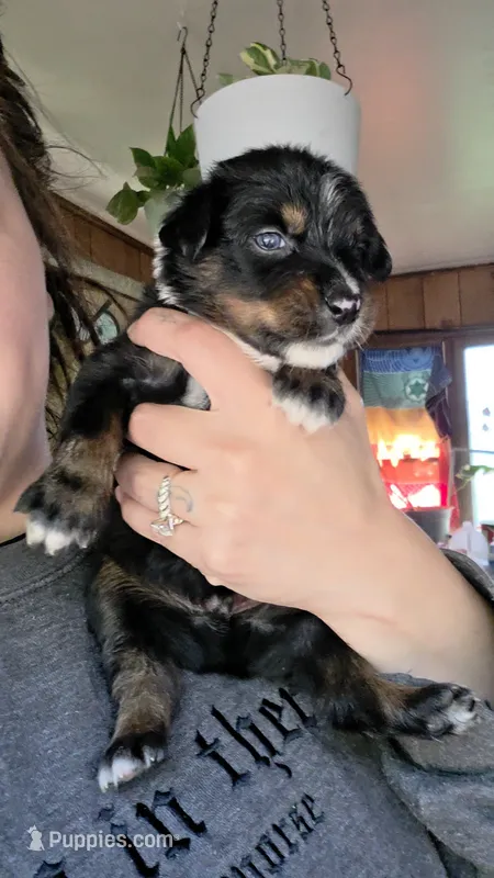 "Gus" – Australian Shepherd puppy for sale in Lake Geneva, WI