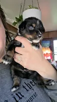 "Gus", a male Australian Shepherd for sale in Lake Geneva, WI – 1 of 10