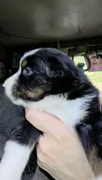 "Eugene", a male Australian Shepherd for sale in Lake Geneva, WI – 6 of 9