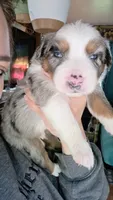 "Melvin", a male Australian Shepherd for sale in Lake Geneva, WI – 7 of 8