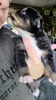 "Ruby", a female Australian Shepherd for sale in Lake Geneva, WI – 5 of 9