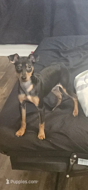 Gypsy – Miniature Pinscher puppy for sale in Apopka, FL