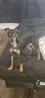 Gypsy, a female Miniature Pinscher for sale in Apopka, FL – 1 of 2
