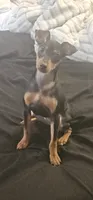Gypsy, a female Miniature Pinscher for sale in Apopka, FL – 2 of 2